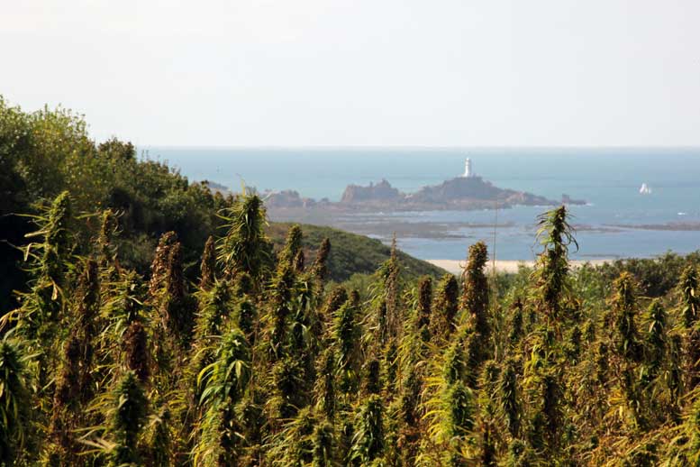 Hemp fields on Jersey in the English channel.